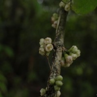 Lijndenia capitellata (Arn.) K.Bremer